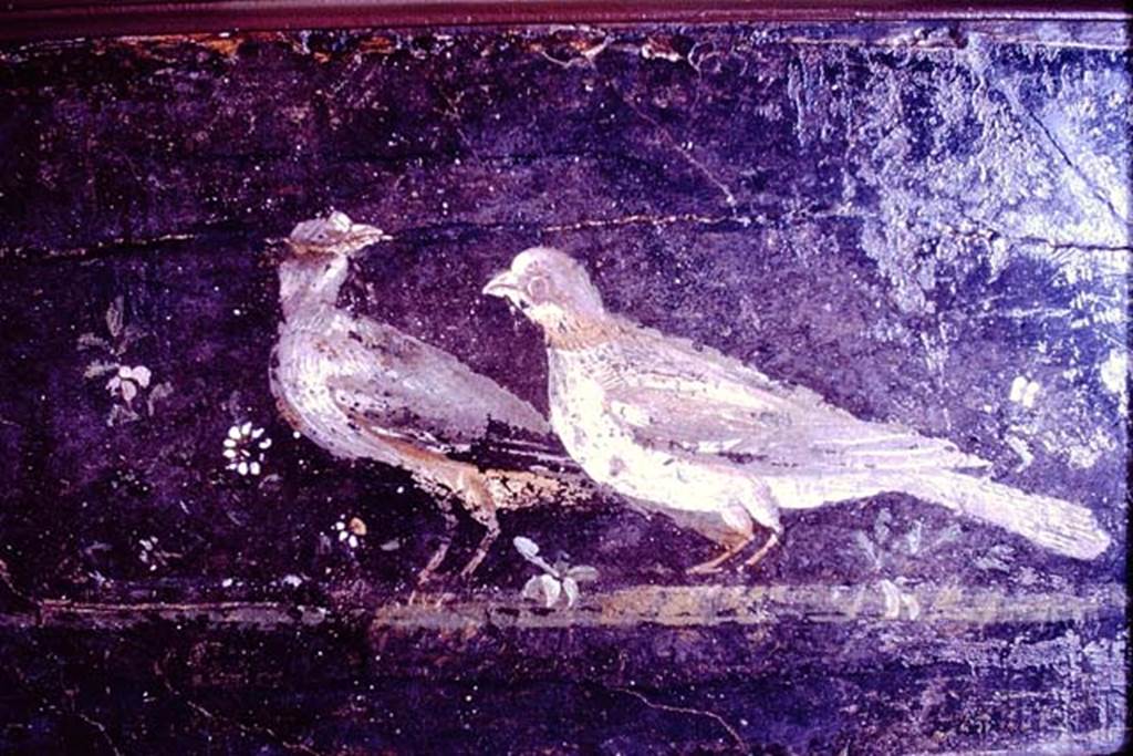 PA.11. Painting of two doves with flowers on a flattish platform. 1966. Photo by Stanley A. Jashemski. From area Vesuviana.
Source: The Wilhelmina and Stanley A. Jashemski archive in the University of Maryland Library, Special Collections (See collection page) and made available under the Creative Commons Attribution-Non Commercial License v.4. See Licence and use details.
J66f0812
Now in Naples Archaeological Museum. Inventory number 8731.
