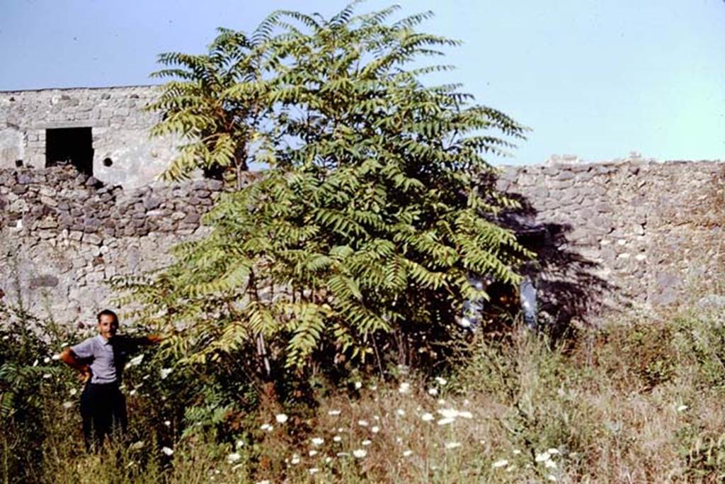 I.11.10 Pompeii. 1966. Looking towards the east wall. Two years later than the excavations in 1964, the vegetation has grown abundantly again. The painted lararium on the east wall can hardly be seen behind the young tree. Photo by Stanley A. Jashemski.
Source: The Wilhelmina and Stanley A. Jashemski archive in the University of Maryland Library, Special Collections (See collection page) and made available under the Creative Commons Attribution-Non Commercial License v.4. See Licence and use details.
J66f1040

