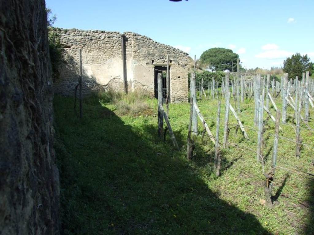 II.5.5. Pompeii.  March 2009.  Looking over wall in Vicolo dell’Anfiteatro. 
The vineyard and remains of Triclinium on south side of the building where wine was made.
