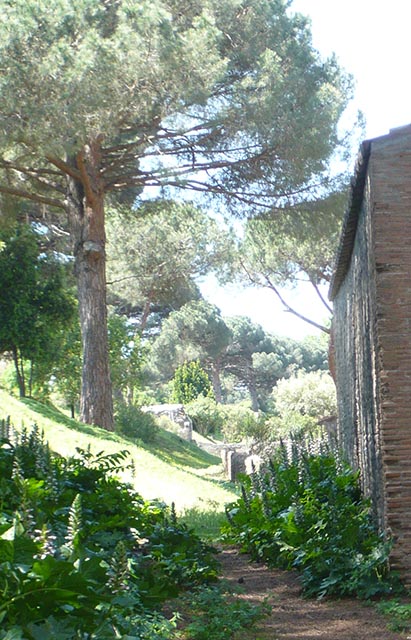 II.7.11 Pompeii. Palaestra. 2106. Looking along tapered walled enclosure area behind the latrine.
Detail from photo courtesy of Buzz Ferebee.
