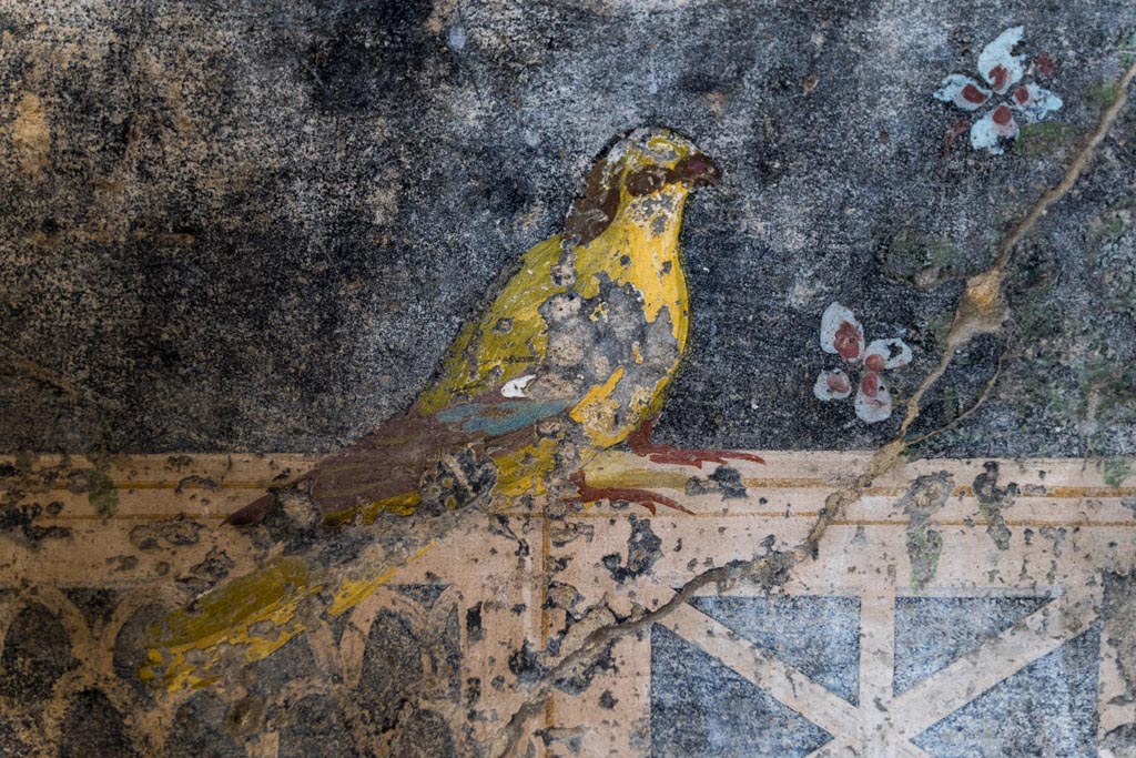 V.4.a Pompeii. January 2023. Room ‘h’, detail of bird from zoccolo of lower north wall at west end. Photo courtesy of Johannes Eber.