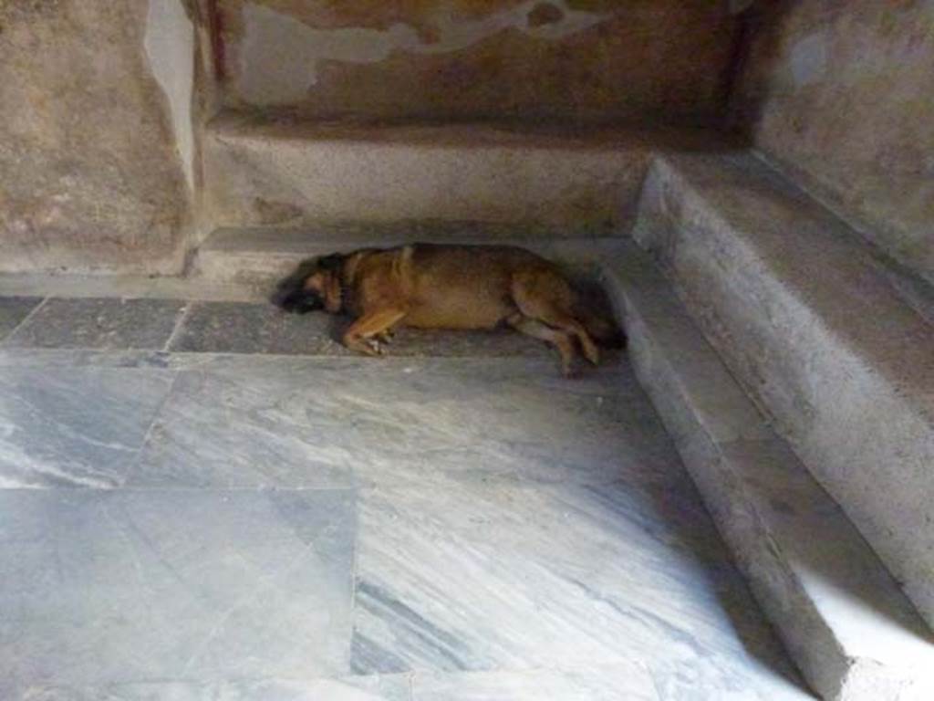 VII.1.8 Pompeii. June 2012. Men’s changing room 2 - “Let sleeping dogs lie…..”  Photo courtesy of Michael Binns.