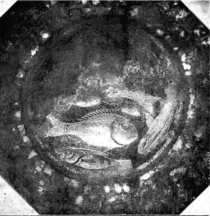 VII.6.38 Pompeii. Emblema circolare che presenta le figure di alcuni pesci in vermiculatum assai finemente eseguite.
Notizie degli Scavi, 1910, p.555-7, fig. 1.
