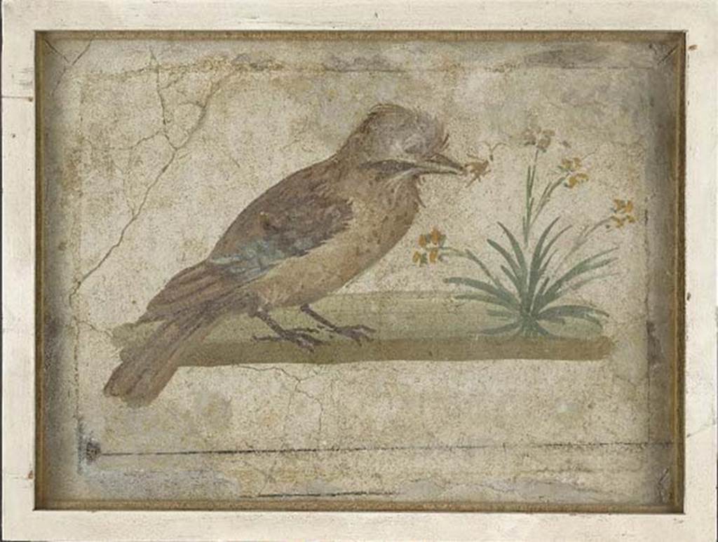 Villa rustica del fondo Ippolito Zurlo, Pompeii. 1897, room C cubiculum, south wall. 
Painting of a jay pecking at a yellow flowered plant.
Photo © Trustees of the British Museum. Inventory number 1899.2-15.4.
See Jay pecking at plant with yellow flowers at britishmuseum.org
