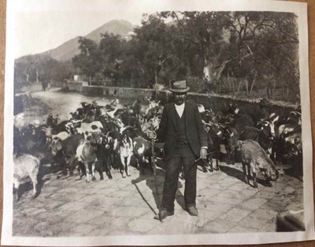 Vesuvius, August 27, 1904. Herd of goats and goatherd met travelling back by carriage on the road to Pompeii.
Photo courtesy of Rick Bauer.