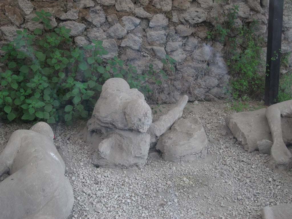 I.21.6 Pompeii. May 2010. Detail of plaster casts of impressions of bodies. Victim 42.