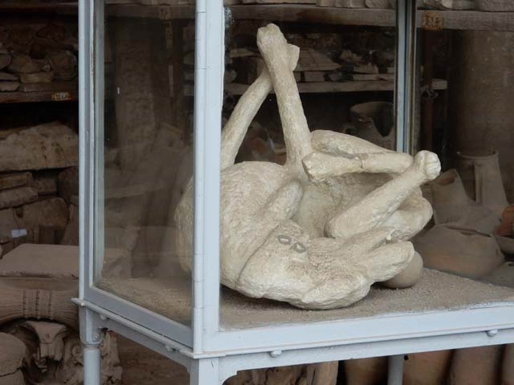 VII.7.29 Pompeii. May 2015. Plaster cast of dog, found in November 1874, chained and left behind in VI.14.20.
Photo courtesy of Buzz Ferebee.
According to Estelle Lazer, it appears that all the bones were removed prior to casting. 
This was the only cast studied that had not yielded any skeletal elements.
The CT scan showed the original bronze rings where the chain would have been attached to the collar, as well as metal reinforcing rods and some restoration work. 
Volume rendering revealed areas of different densities of plaster that indicated that it was either assembled from at least six pieces or that it was restored with new plaster over time.
See Lazer E., et al. 2020. Inside the Casts of the Pompeian Victims: Results from the First Season of the Pompeii Cast Project In 2015. Papers of the British School at Rome.
