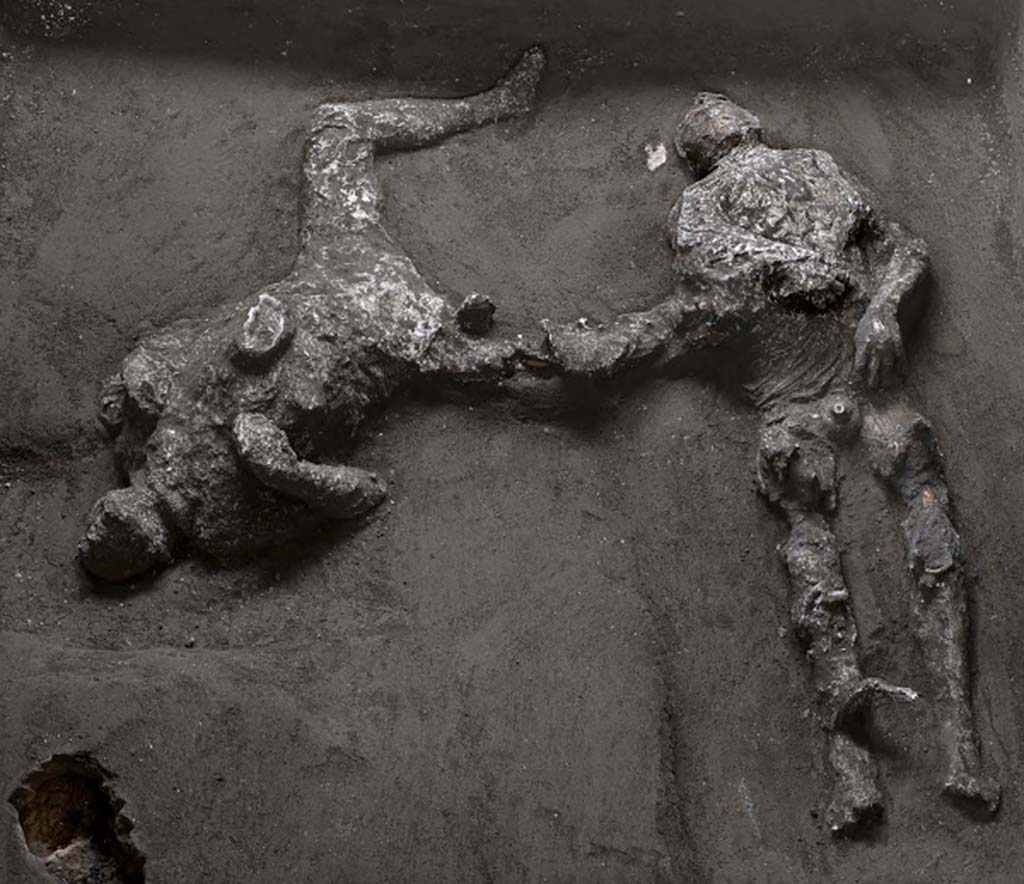 November 2020. The two victims of Cività Giuliana, the latest casts of Pompeii. The bodies were found in a side room of the cryptoporticus. 
Studies revealed that the first victim (on right), with his head tilted, and his teeth and skull visible, was a young man, between 18 and 23/25 years of age, who was approximately 156cm tall.
The robust stature of the second victim (on left), particularly in the thorax area, suggests once again that this is a man, though older than the other victim, aged between 30 and 40 years and approximately 162cm tall.

Roughly 1 metre east of the first victim, and 80cm east of the second, other holes were discovered during excavation works. Here too, plaster was poured in, revealing the presence not of victims but of objects which had perhaps been lost during the escape. Manual exploration of these ‘voids’, and the shape revealed by the plaster casts, revealed that these were heaps of cloth, with large and heavy folds; in particular the heap close to the first victim could be interpreted as a woollen mantle, which the young ‘slave’ had evidently taken with him during the escape.

Novembre 2020. Le due vittime di Civita Giuliana: gli ultimi calchi di Pompei. I corpi sono stati individuati in un vano laterale del criptoportico.
La prima vittima (a destra), con il capo reclinato, denti e ossa del cranio visibili, dai primi studi risulta essere un giovane, fra i 18 e i 23/25 anni, alto circa 156 cm.
La robustezza della vittima (a sinistra), soprattutto a livello del torace, suggerisce che anche in questo caso sia un uomo, più anziano però rispetto all’altra vittima, con un’età compresa tra i 30 e i 40 anni e alto circa 162 cm. 

A 1 m circa ad est dalla prima vittima e a circa 80 cm a est della seconda, nel corso dei lavori di scavo si sono rinvenuti altri fori; anche in questo caso si è colato il gesso rivelando la presenza non di vittime bensì di oggetti, forse persi durante la fuga. L’esplorazione manuale di questi “vuoti”, poi la forma rivelata dal gesso hanno mostrato che si tratta di cumuli di stoffa con grosse e pesanti pieghe; in particolare il cumulo vicino alla vittima 1 sembra essere interpretabile come un mantello in lana, evidentemente portato con se nella fuga dal giovane “schiavo”.

Photograph © Parco Archeologico di Pompei.

