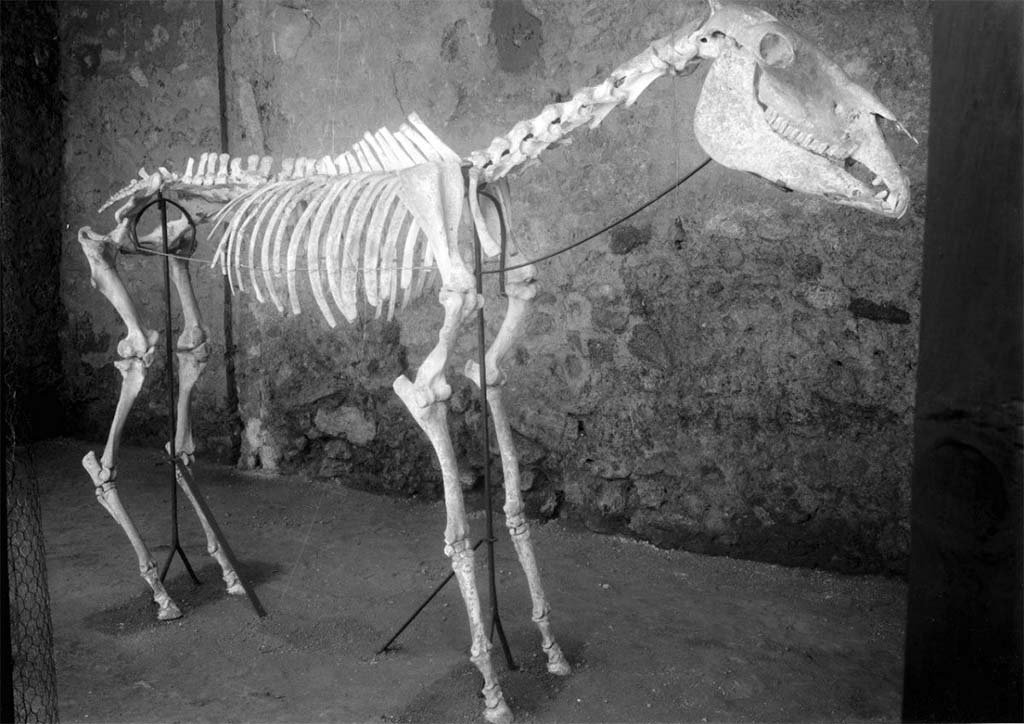 I.8.12 Pompeii. 1941-2. Photograph © Parco Archeologico di Pompei.
The skeleton of a horse standing 1.34 metres at the withers, which was used for the transport of goods by towing, was discovered by Amedeo Maiuri in 1938 during the excavation of an area to the south of Via dell’Abbondanza. In what was later identified as a stable, a square masonry structure, which was probably a manger, was uncovered first and then a little further on the skull, neck and part of the spine of the horse emerged from the lapilli, before, further down, the rest of the body as well as other organic remains (straw) followed.
Maiuri left the finds in situ - according to the ‘open-air musealisation’ policy, which had already been tested in earlier decades by Superintendent Vittorio Spinazzola - repositioning the horse back onto its feet upon a metal armature, covered by a canopy. Over the course of the decades however, this horse was all but abandoned, and suffered progressive decay. The metal armature itself caused damage to the skeleton too, due to oxidisation which caused the colour of the bones to deteriorate.
For this reason, on 31 December 2021, the Archaeological Park of Pompeii has undertaken its restoration together with a plan for a new display which will allow it to be properly valorised.

See http://pompeiisites.org/en/comunicati/the-restoration-of-maiuris-horse/
Vedi http://pompeiisites.org/comunicati/il-restauro-del-cavallo-di-maiuri/

