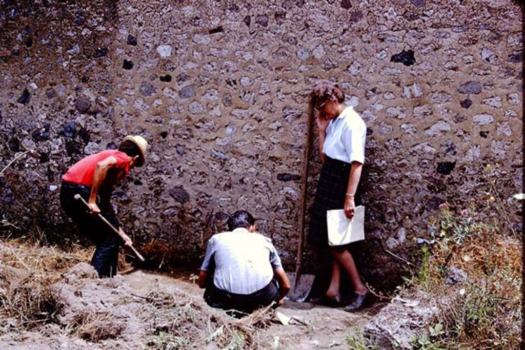 I.11.14 Pompeii. 1966. Starting to clear and excavating near the east wall. As they continued their excavations, they found most of the garden had been overgrown with large  bushes, which had destroyed the ancient root cavities. So they returned to one of the other garden areas. Photo by Stanley A. Jashemski.
Source: The Wilhelmina and Stanley A. Jashemski archive in the University of Maryland Library, Special Collections (See collection page) and made available under the Creative Commons Attribution-Non Commercial License v.4. See Licence and use details.
J66f0509
