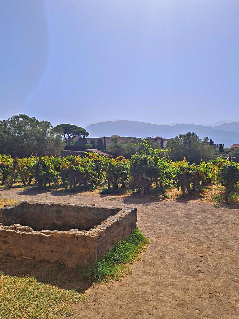 I.15.3 Pompeii. September 2024. Looking south across garden area 14. Photo courtesy of Giuseppe Ciaramella.