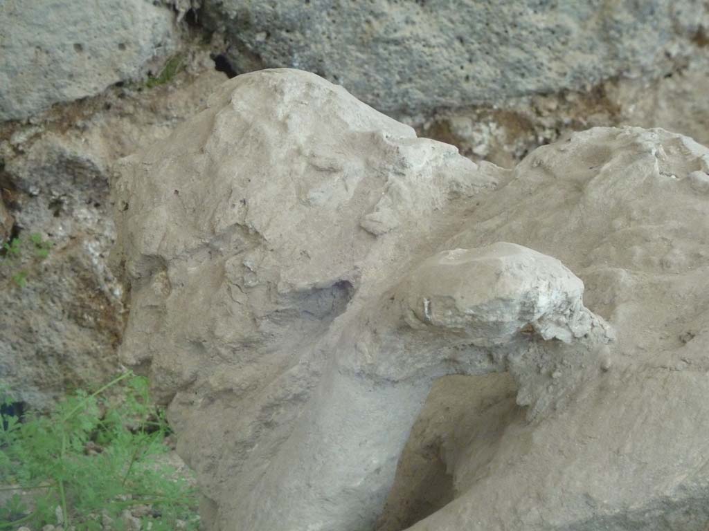 I.21.6 Pompeii. May 2010. Detail of plaster impression of a head of victim 39.