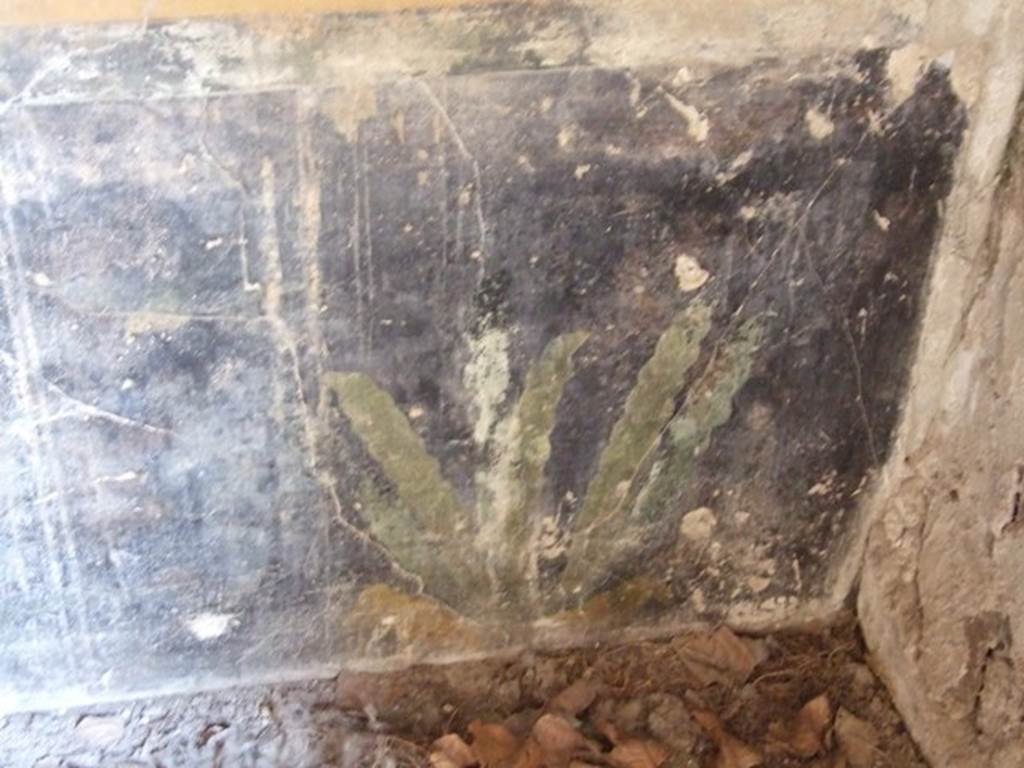 II.1.12 Pompeii. March 2009. Painted plants on zoccolo on lower north wall of triclinium at east end.

