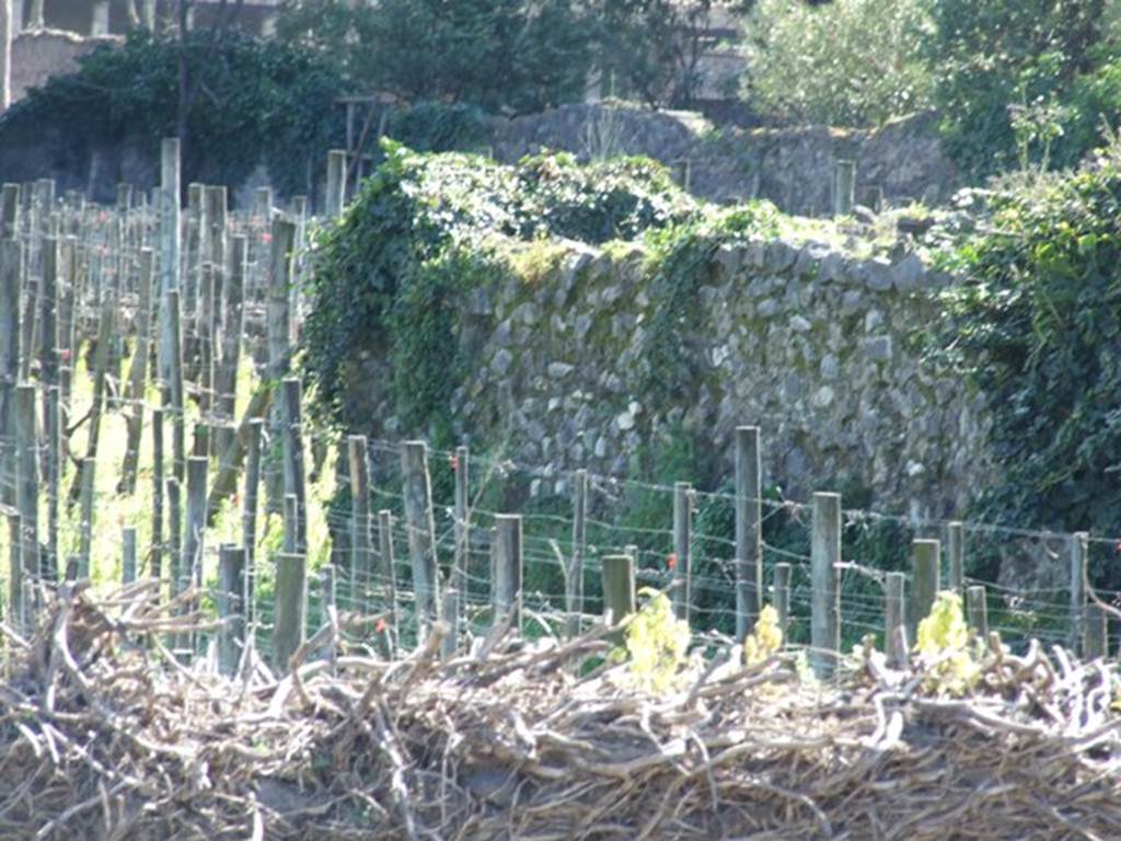 II.5.3 Pompeii.  March 2009. Looking south over wall across vineyard.