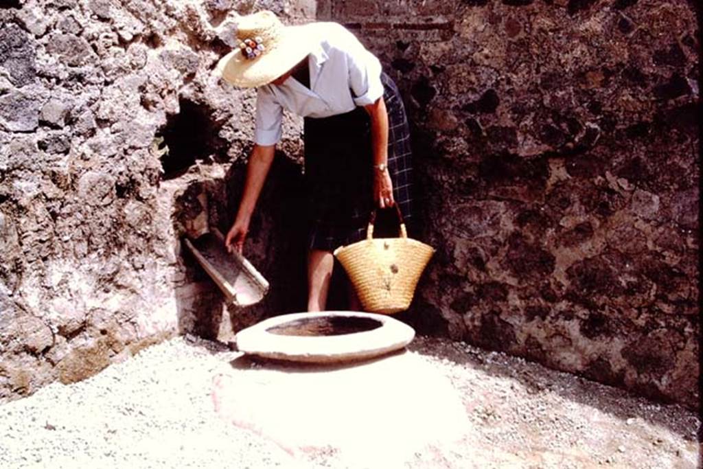 II.8.6 Pompeii, 1973. Buried dolium in north-east corner of garden area.
Wilhelmina demonstrating how water for irrigation would have entered the dolium. Photo by Stanley A. Jashemski. 
Source: The Wilhelmina and Stanley A. Jashemski archive in the University of Maryland Library, Special Collections (See collection page) and made available under the Creative Commons Attribution-Non Commercial License v.4. See Licence and use details.
J73f0338
According to Wilhelmina, “Additional water, which would have had to be carried to the garden, was poured from the street side through an amphora tip (with end broken off) inserted in the east end of the north wall, which would fill the dolium  embedded in the north-east corner of the garden. When the dolium overflowed, the water continued to flow in the channel along the east wall, and eventually along the south wall.
According to Wilhelmina, there were also channels found along the north and south walls.” 
See Jashemski, W.F., 2014. Discovering the Gardens of Pompeii: Memoirs of a Garden Archaeologist, (p.205).
