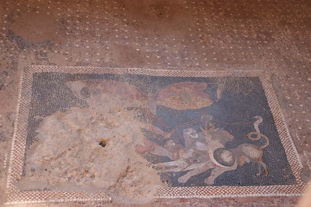 V.2.Pompeii. Casa di Orione. September 2021. Room 6, floor mosaic with panther. Photo courtesy of Klaus Heese.
