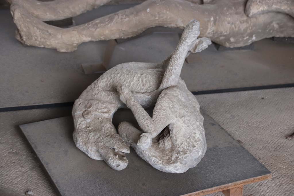 VI.14.20 Pompeii. October 2020. Cast of guardog found chained up and left to die, photographed in VI.17.42. Photo courtesy of Klaus Heese. 