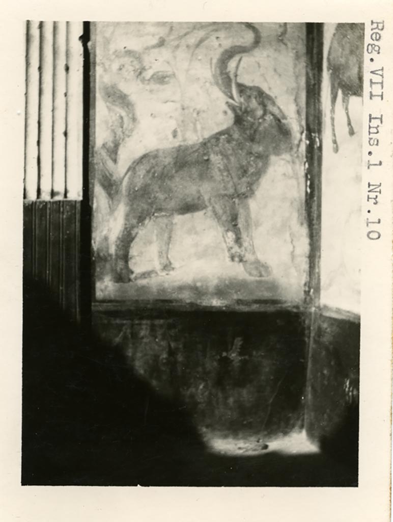 VII.7.10 Pompeii but shown as from VII.1.10 on photo. Pre-1937-39. 
Painted elephant from north-west corner of peristyle.
Photo courtesy of American Academy in Rome, Photographic Archive. Warsher collection no. 1819.
