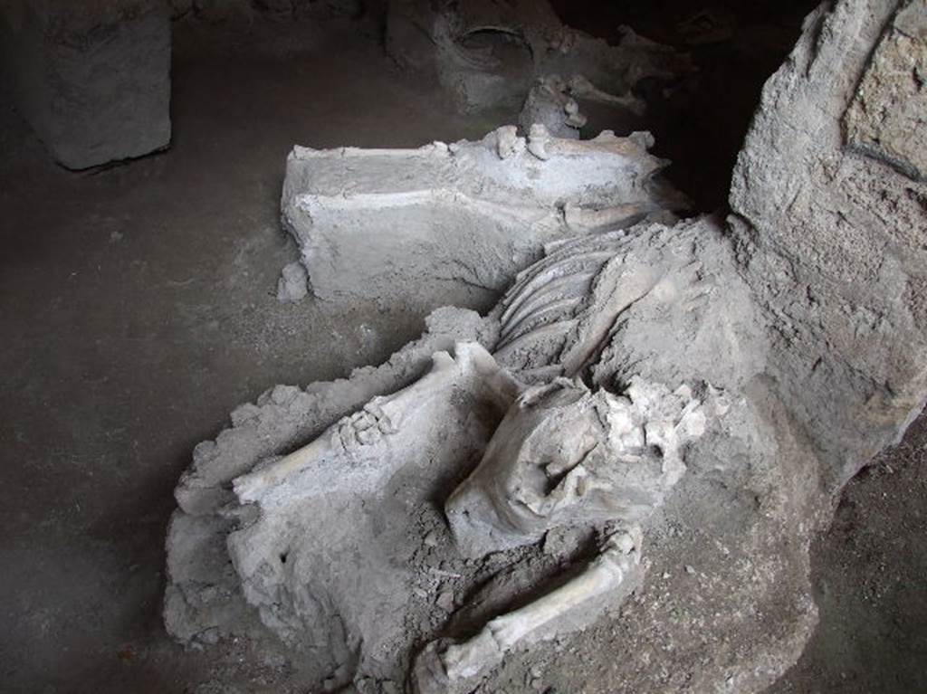 IX.12.8 Pompeii. December 2006. Stable. Skeletons of mules or donkeys.