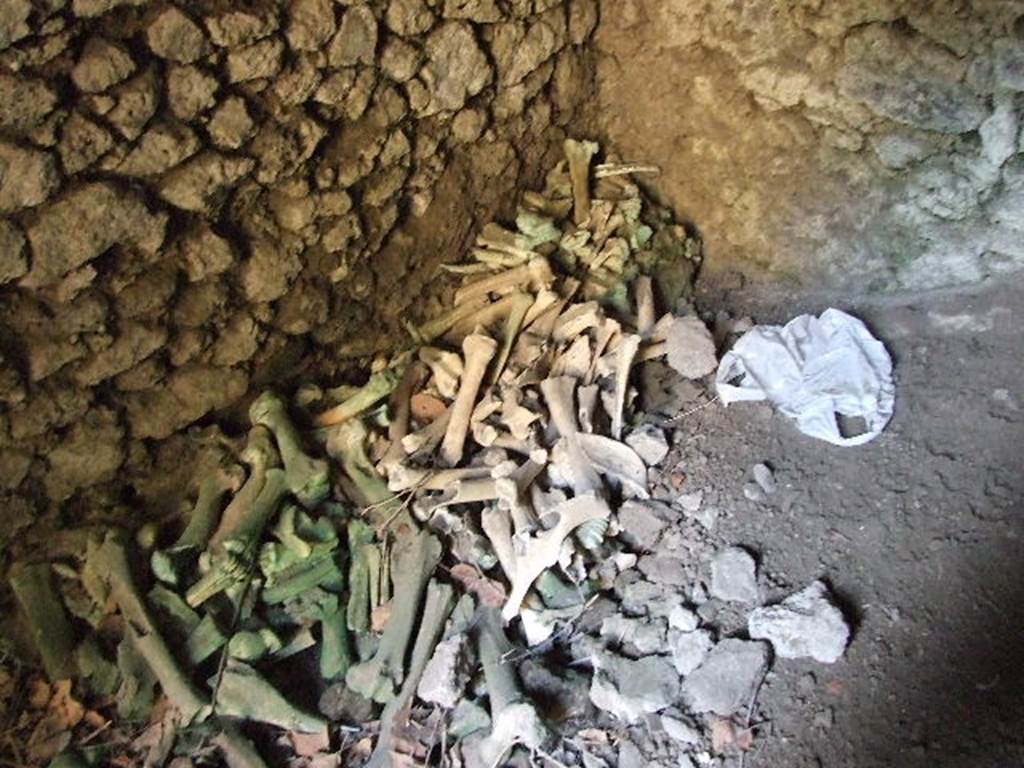 HGE12 Pompeii. December 2006. Bones near west wall of cellar.