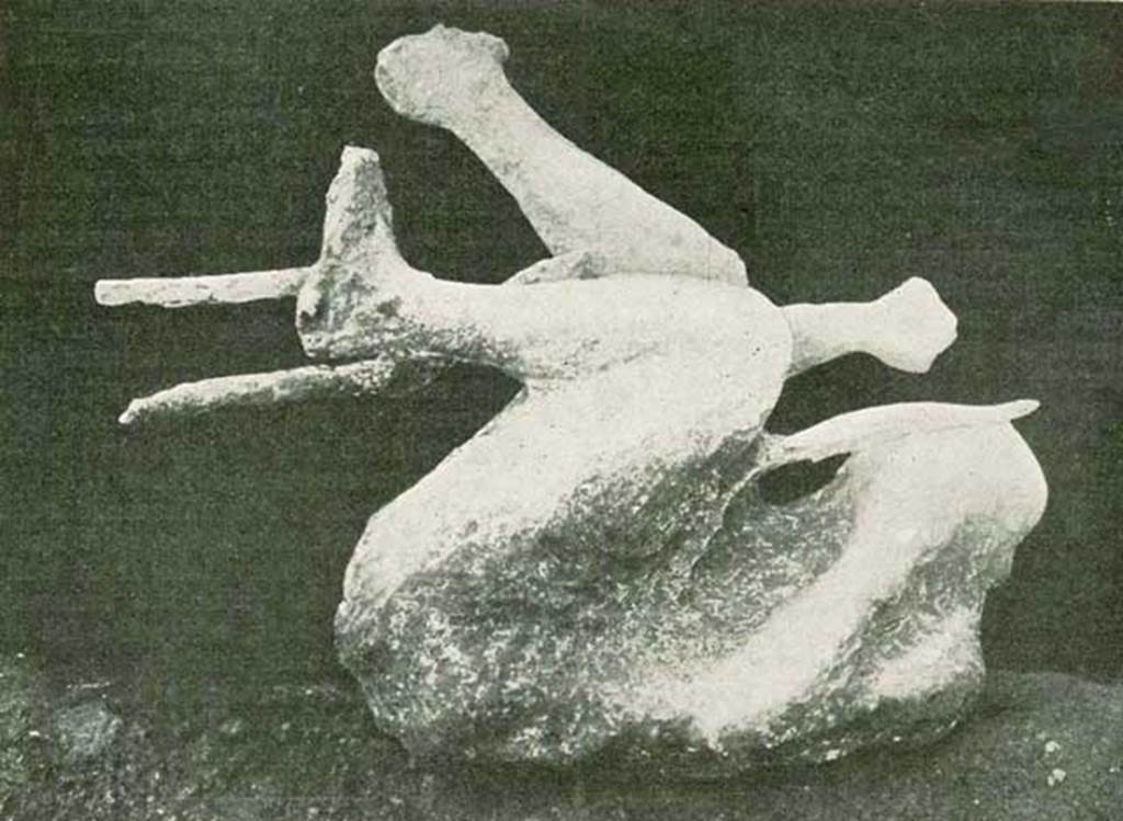 NGG Pompeii. 1912 photo of a cast made in 1911 of a man found holding a tree branch. 
It is presumed the victim was climbing the tree to try to escape his fate.
The body was found 15.5m from the south-east corner of the enclosure on the side of the schola tomb.
See Notizie degli Scavi di Antichità, 1911, p. 459-460, fig. 2.
Photo courtesy of Rick Bauer.

