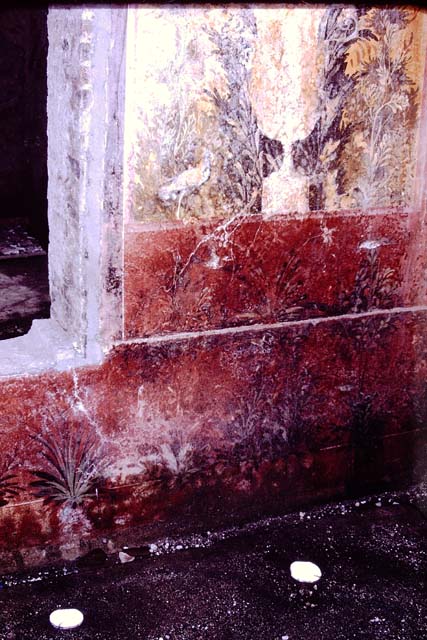 Oplontis, 1975. Room 68, west end of south wall with beautiful wall paintings coming to light from out of the lapilli. Photo by Stanley A. Jashemski.   
Source: The Wilhelmina and Stanley A. Jashemski archive in the University of Maryland Library, Special Collections (See collection page) and made available under the Creative Commons Attribution-Non Commercial License v.4. See Licence and use details. J75f0294
