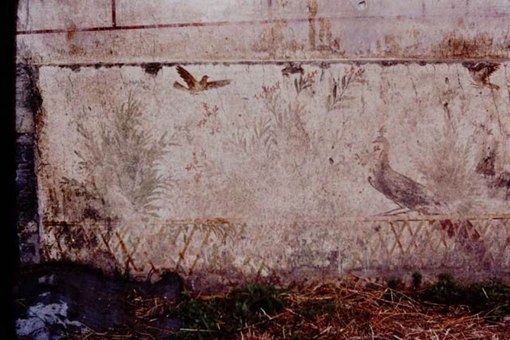 Oplontis, c.1977.  Room 78, exterior wall to the north (right) of the window, with a painted bird possibly a pigeon sitting on the trellis.  Two birds fly above the painted plants. Photo by Stanley A. Jashemski.   
Source: The Wilhelmina and Stanley A. Jashemski archive in the University of Maryland Library, Special Collections (See collection page) and made available under the Creative Commons Attribution-Non Commercial License v.4. See Licence and use details. Oplo0139
