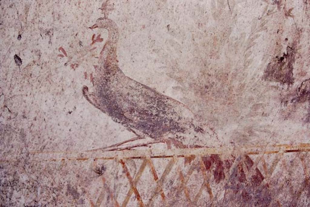 Oplontis, c.1977.  Room 78, detail of pigeon. Photo by Stanley A. Jashemski.   
Source: The Wilhelmina and Stanley A. Jashemski archive in the University of Maryland Library, Special Collections (See collection page) and made available under the Creative Commons Attribution-Non Commercial License v.4. See Licence and use details. Oplo0021
