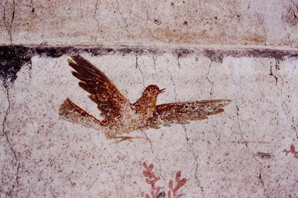 Oplontis, c.1977. Room 78, detail of bird flying above the pigeon. Photo by Stanley A. Jashemski.   
Source: The Wilhelmina and Stanley A. Jashemski archive in the University of Maryland Library, Special Collections (See collection page) and made available under the Creative Commons Attribution-Non Commercial License v.4. See Licence and use details. Oplo0176
