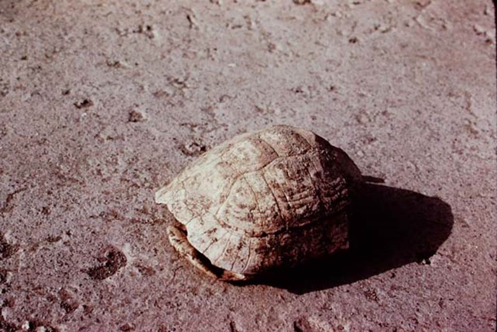 Oplontis, 1977. Shell of turtle, found near the large-tree root cavities in the north garden. Photo by Stanley A. Jashemski.   
Source: The Wilhelmina and Stanley A. Jashemski archive in the University of Maryland Library, Special Collections (See collection page) and made available under the Creative Commons Attribution-Non Commercial License v.4. See Licence and use details. J77f0235

