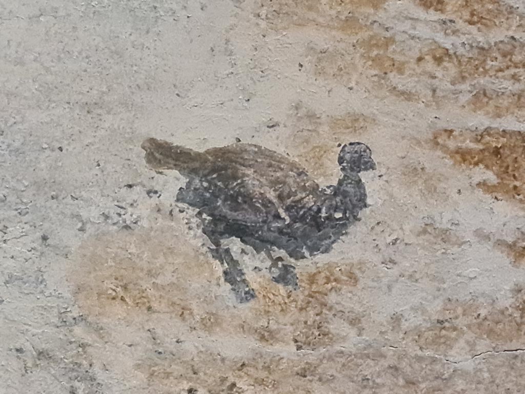 HGW24 Pompeii. Villa of Diomedes. May 2024. Detail of painted bird from west end of ceiling. Photo courtesy of Klaus Heese.
(Villa Diomedes Project – area 61).
(Fontaine, room 5,13).
