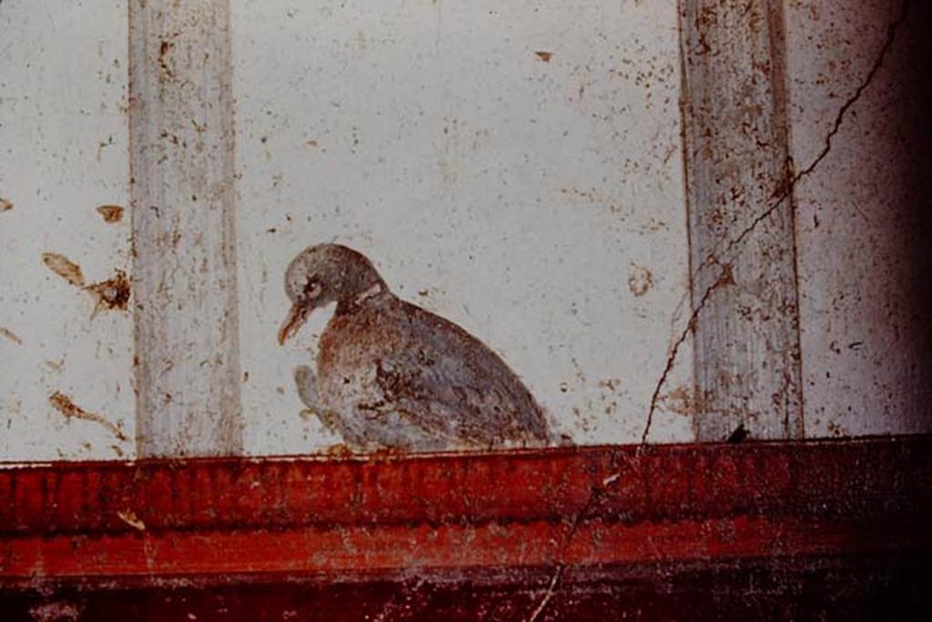 Villa San Marco, Stabiae, 1961. Room 50, detail of painting of bird from east wall at northern end. Photo by Stanley A. Jashemski.
Source: The Wilhelmina and Stanley A. Jashemski archive in the University of Maryland Library, Special Collections (See collection page) and made available under the Creative Commons Attribution-Non Commercial License v.4. See Licence and use details. J61f0224    
