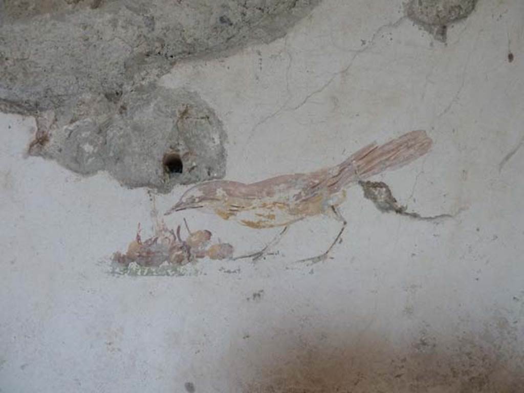 Villa San Marco, Stabiae, September 2015. Room 57, painted bird from east side of doorway on north wall.