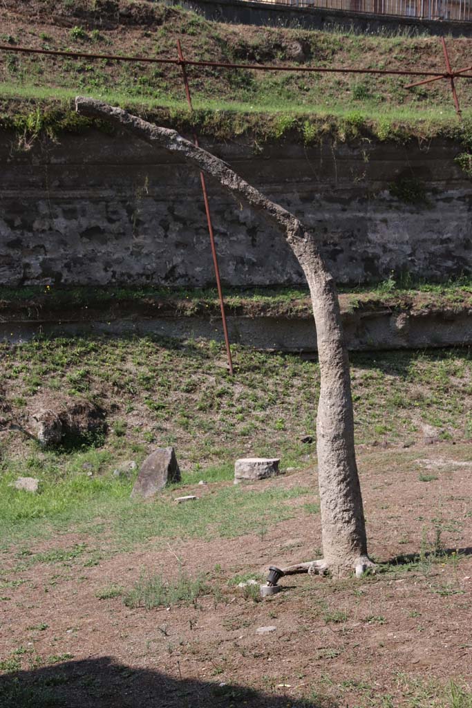 Villa Regina, Boscoreale. September 2021. 
Looking south towards cast of tree. Photo courtesy of Klaus Heese.
