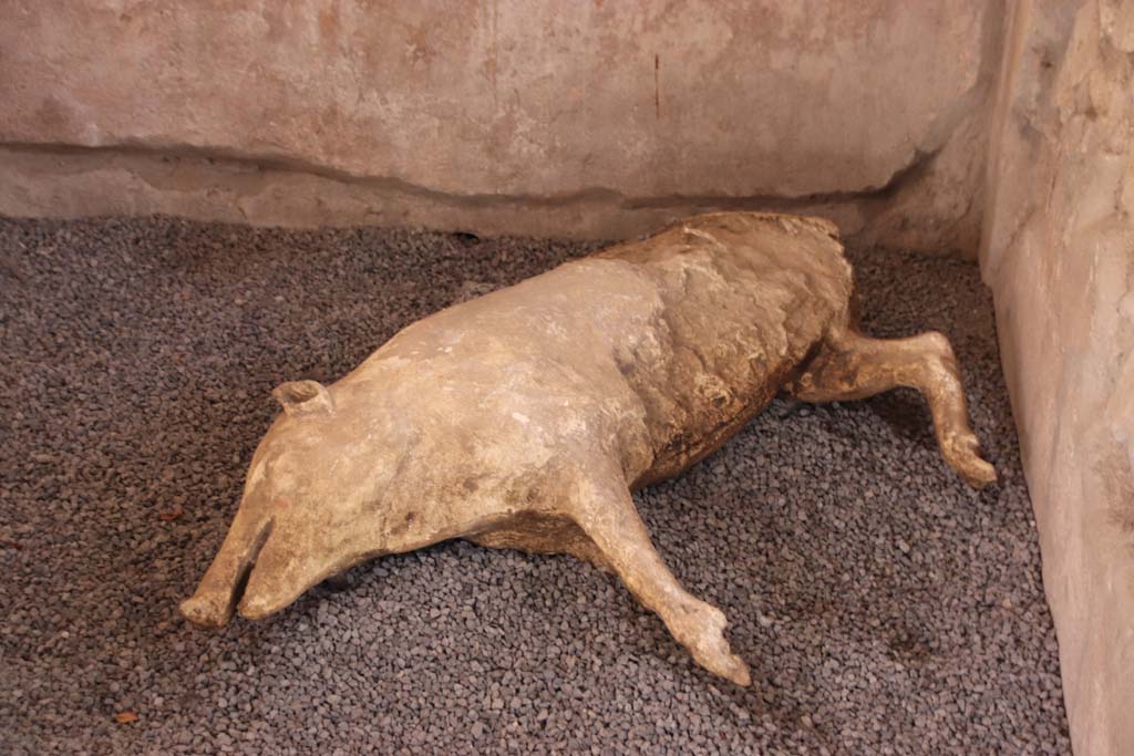 Villa Regina, Boscoreale. September 2021. Room V, reproduction of plaster-cast of pig. Photo courtesy of Klaus Heese.