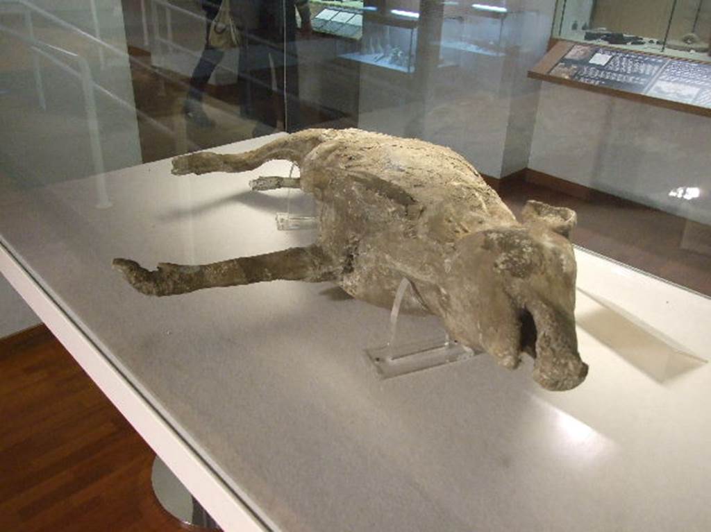 Plaster cast of a pig found in Villa Regina, Boscoreale. Now in Boscoreale Antiquarium.