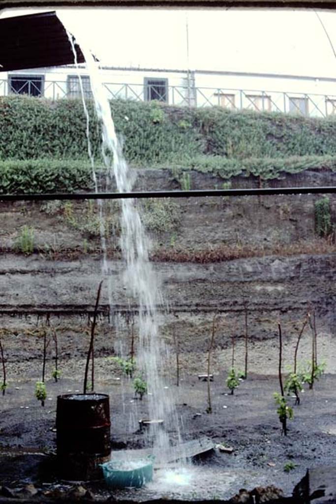 Villa Regina, Boscoreale. 1983. Watering the new vines !   
Source: The Wilhelmina and Stanley A. Jashemski archive in the University of Maryland Library, Special Collections (See collection page) and made available under the Creative Commons Attribution-Non Commercial License v.4. See Licence and use details. J80f0622
According to Wilhelmina:
One day in late June a severe thunderstorm began before lunch and continued for several hours. While sheltering in the villa building, it was evident why the roadway from the entrance sloped downwards, otherwise the water would have poured through the front door of the villa where we were taking shelter. We were very concerned about the rainstorm, as we had just found the most interesting soil contours which could have been destroyed by the rain. We had found a small vegetable garden with a cistern in the middle to provide the necessary water. The garden was laid out in small beds, separated by irrigation channels which also served as paths.
